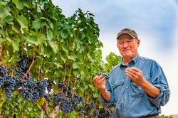 Vineyard Tour & BBQ
