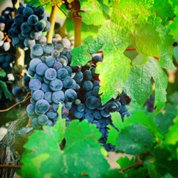 June Tour and Tasting Event
